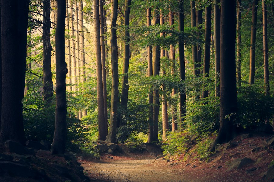 Un paseo entre árboles y luz de tarde