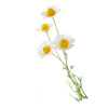 Chamomile